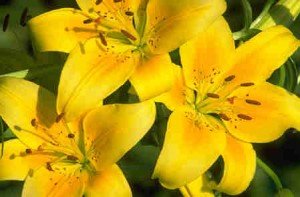 Flowers7