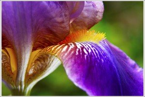 flowers-macro-post