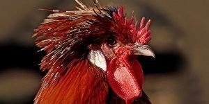 rooster-981620_640