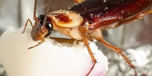 tarakonas