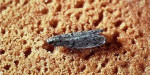 mill moth adult