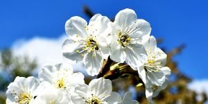 cherries-1363318_1920