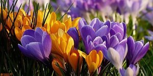 flower-2157890__340