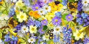 spring-flowers-110671_640
