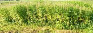 Plantacija pluostinu (2)