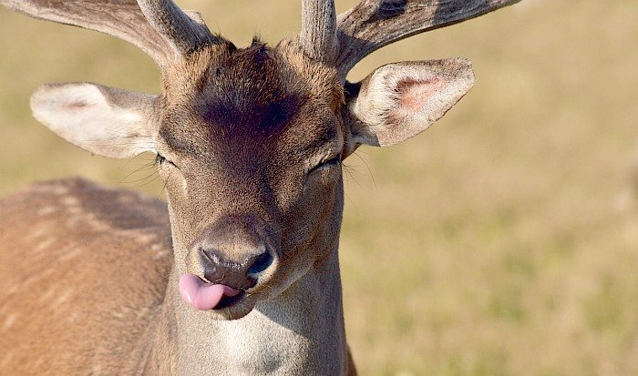 fallow-deer-3641371_1280