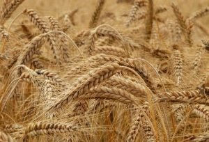 rye-8762_960_720