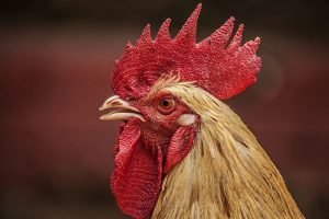 animal-1839715_960_720
