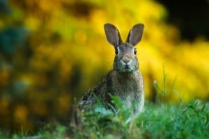 rabbit-1882699_960_720