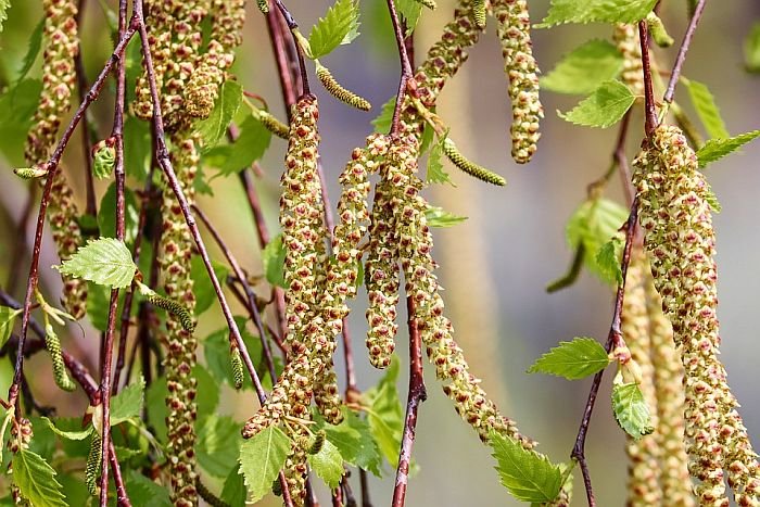 birch-4125390_960_720