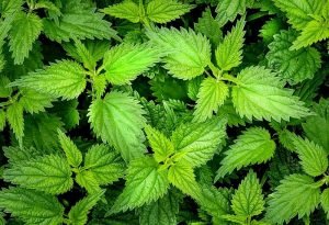 nettle-2564588_960_720