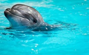 Delfinai
