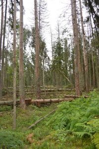 pažeisti-1
