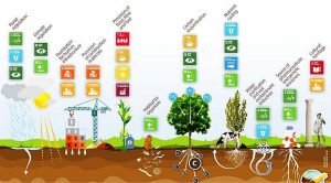 soil