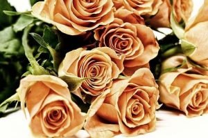 rozes