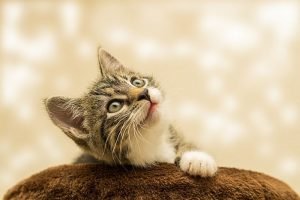 cat-4611189_960_720