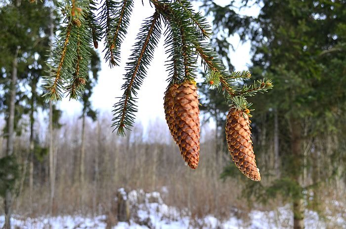 Foto. Giedrius Rusinas3