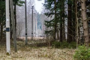 ESO vykdoma miškuose esančių oro linijų priežiūra (1)