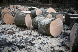 wood-7040797_960_720