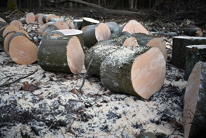 wood-7040797_960_720