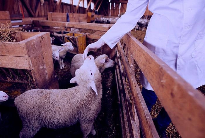 Veterinarijos gydytojas-1