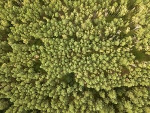 Natural background from the forest in the daytime. Aerial view of the drone as a layout for your ideas. Top view