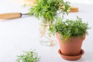 Fresh homegrown organic dill with roots