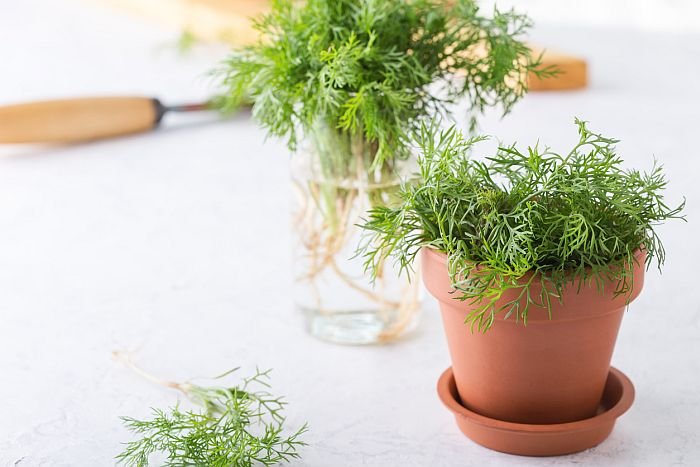 Fresh homegrown organic dill with roots