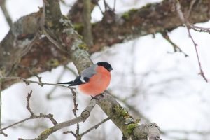 IMG_2518