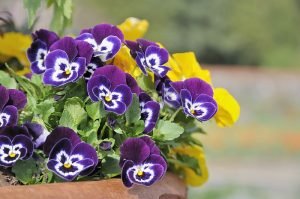 Spring Flower Pot