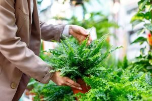 Woman choosing potted plants -lush Nephrolepis fern for her home/apartment in a greenhouse or flower store, selective soft focus.