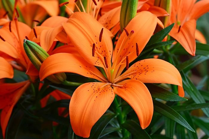 Lilium, Orange flower