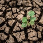 Kai audra nušluoja derlių: draudimas gali tapti išsigelbėjimu