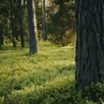 Kodėl verta konsultuotis prieš priimant sprendimą parduoti mišką?