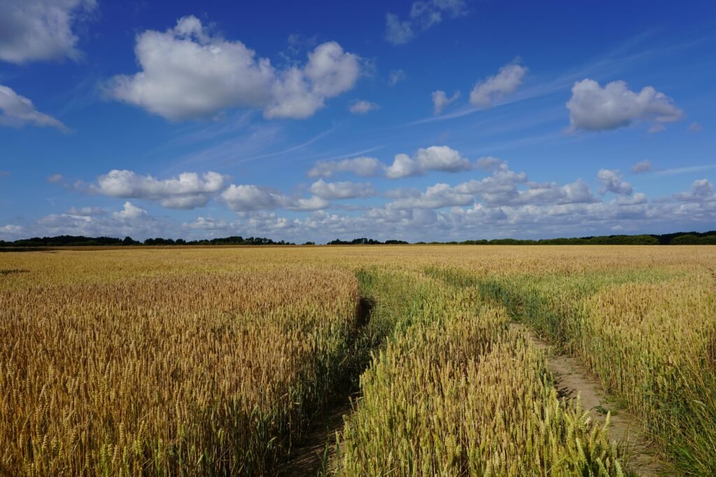 Nuotrauka iš pexels.com