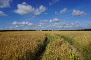 Nuotrauka iš pexels.com