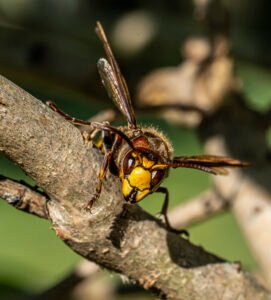 Širšuolas greitai iškeliaus nebūtin
